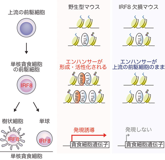 貪食 能 を 有する の は どれ か