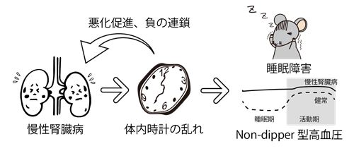 丸薬なしのED治療