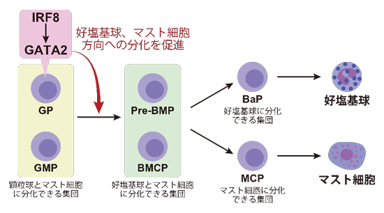 細胞 と は マスト マウス マスト細胞