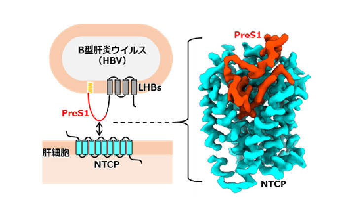 Structural basis of hepatitis B virus receptor binding | Yokohama City ...