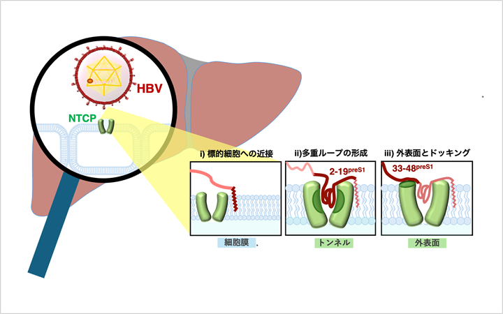 Multistep receptor binding of the hepatitis B virus preS1 domain ...