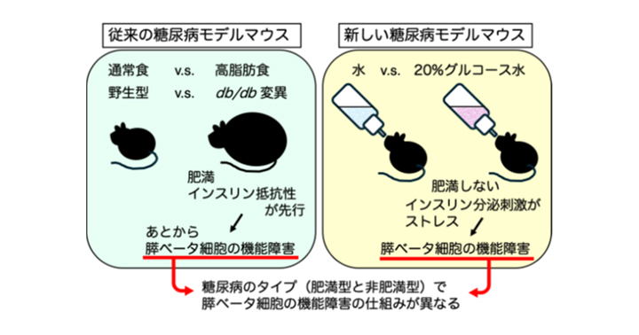 Stimulation to secrete insulin induces pancreatic β-cell dysfunction ...