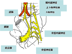 直腸とその周囲にある神経