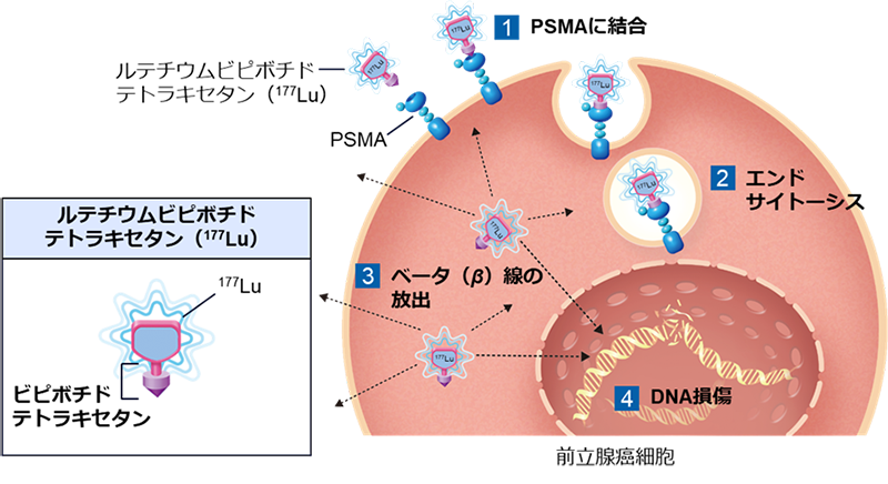 ノバルティス社提供資料より