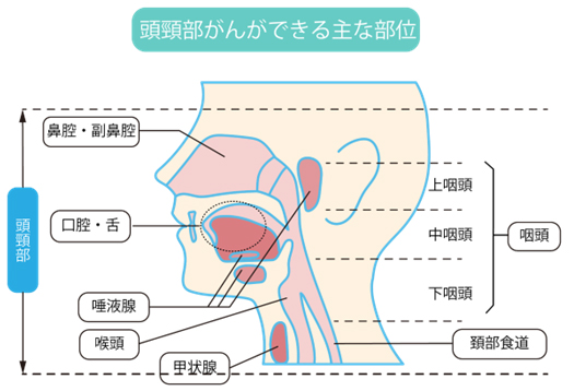 頭頚部がんが出来る主な部位