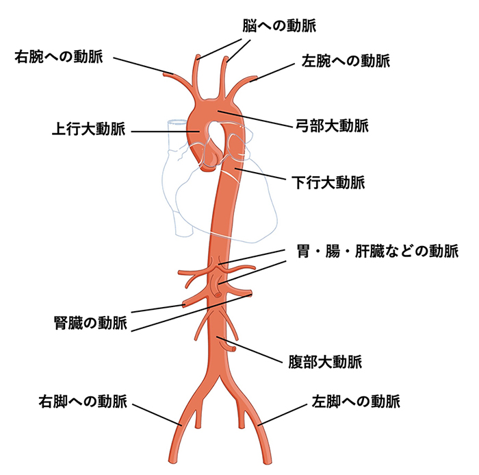 大動脈の種類と位置を示した図