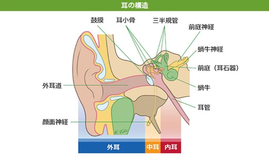 耳の構造の図