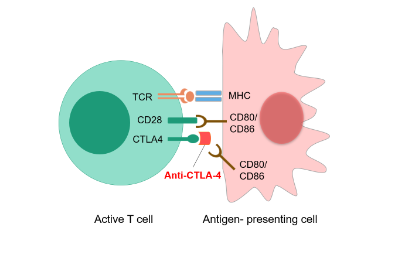 抗CTLA-4抗体