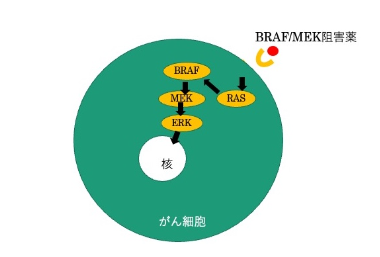 BRAF/MEK阻害薬