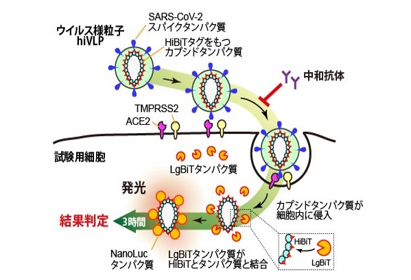 新型コロナウイルス対策基金へのご支援のお願い 横浜市立大学基金