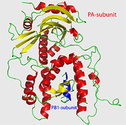 RNAポリメラーゼの構造
