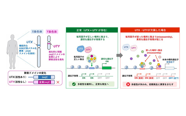 【中古】 横浜市立大（理・医・国際文化）（2002年度） 中国古陶磁 韓国古陶磁 明代 磁州窯系 李朝系 鉄絵 鳥と木実図 23.3cm