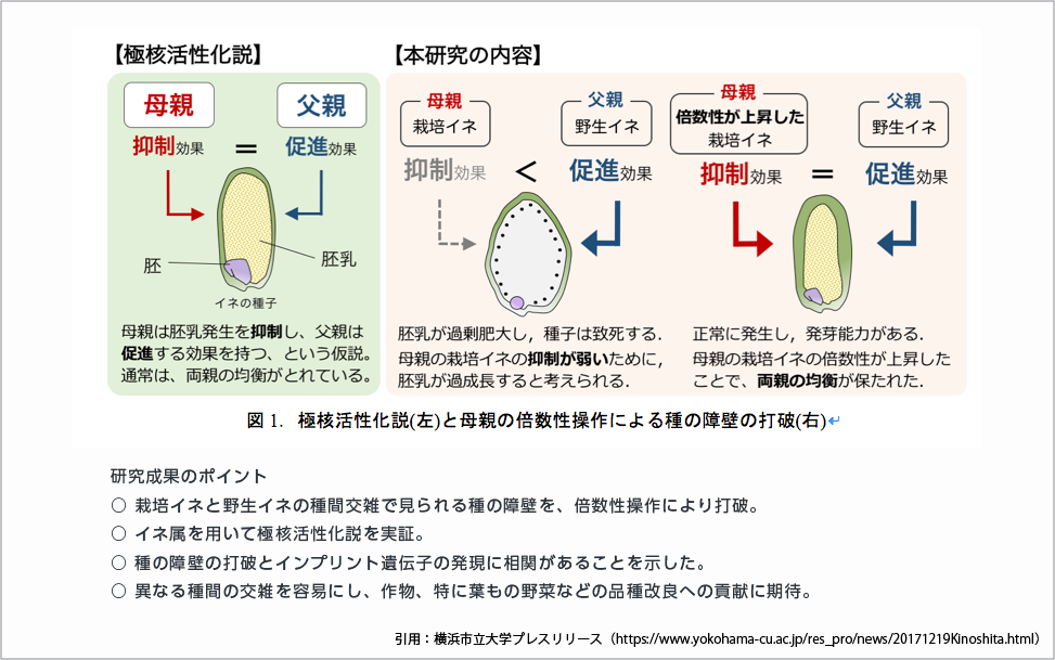 極核活性化説と母親の倍数性操作による種の障壁の打破