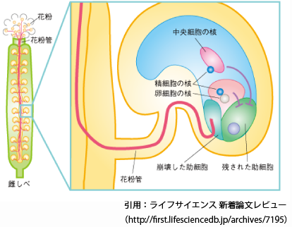 雄しべの構造