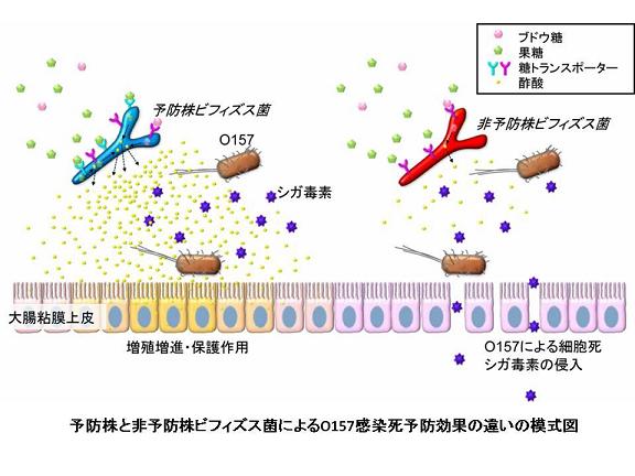 図　予防株と非予防株ビフィズス菌によるO157感染死予防効果の違いの模式図