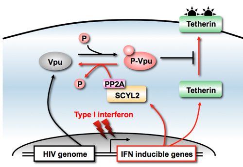 SCYL2によるHIV-1 Vpu阻害機構の模式図
