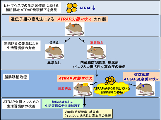 （図1）今回の研究の概要