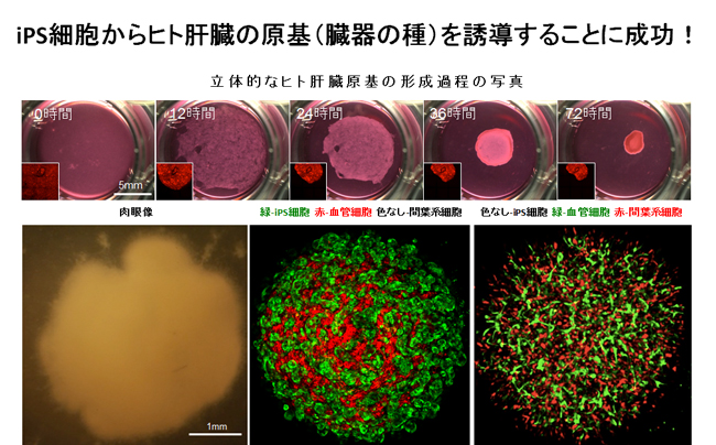 （図２）