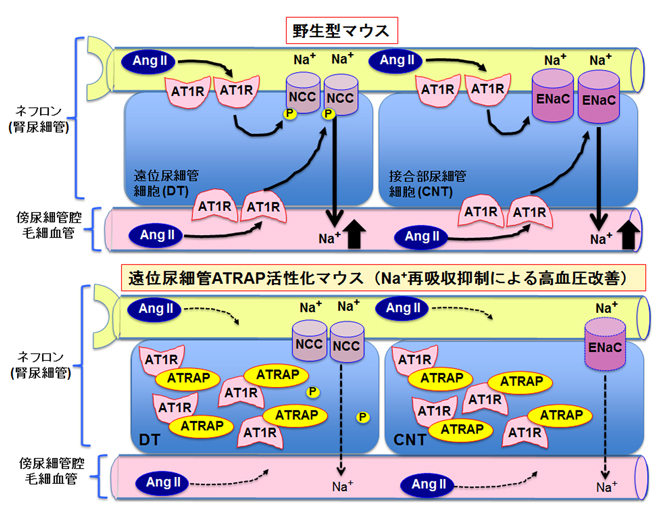 研究の概要