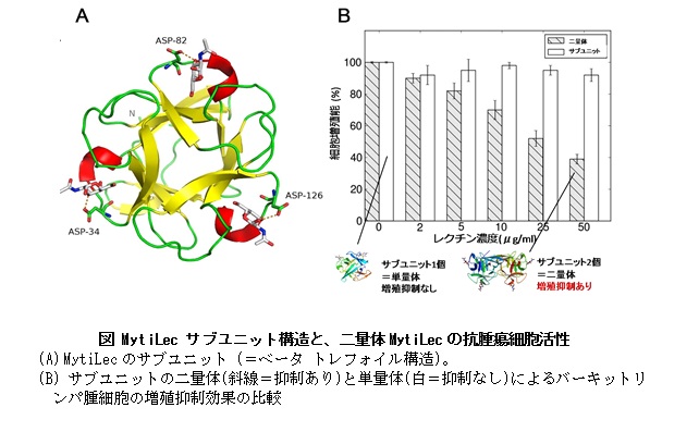 MytiLec サブユニット構造と、二量体MytiLecの抗腫瘍細胞活性の図