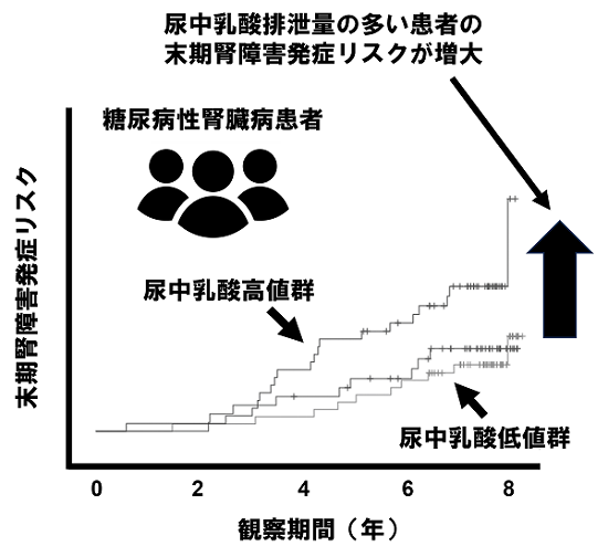 図2　糖尿病性腎臓病患者における尿中乳酸排泄量と腎予後