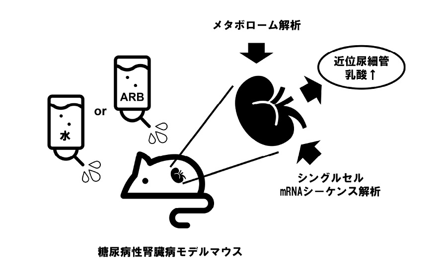 図1　糖尿病性腎臓病の新規病態メカニズム解明の概要図