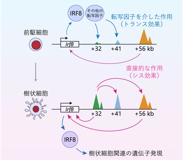 ガンの疫学と血液 : ガンにかからないための知恵 ガンの疫学と血液 ガンにかからないための知恵 / 千島 喜久男 / 地湧社