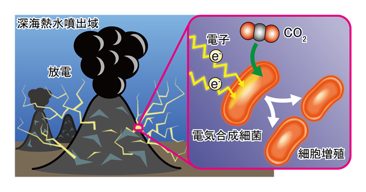 深海熱水噴出域に電気エネルギーを使って増殖する細菌がいることを実証
