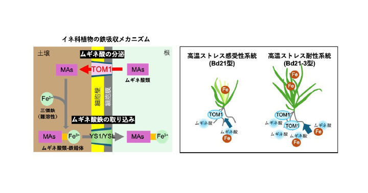鉄吸収を制御して植物の高温ストレスを緩和ー温帯性草本の長期高温