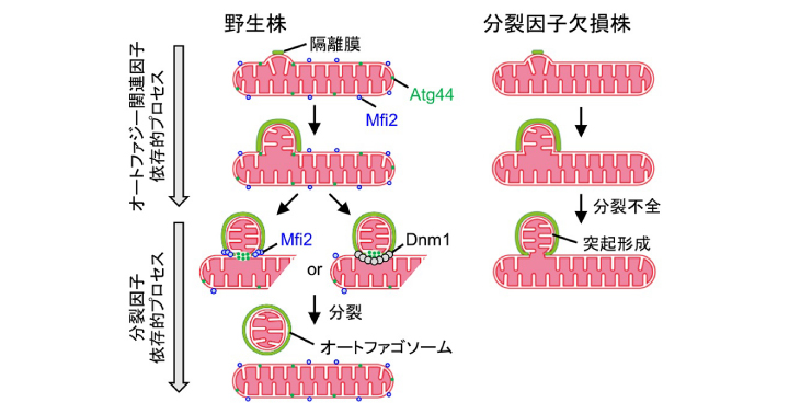 ミトコンドリア分裂を促進する新しい因子を発見 | YCU Research Portal