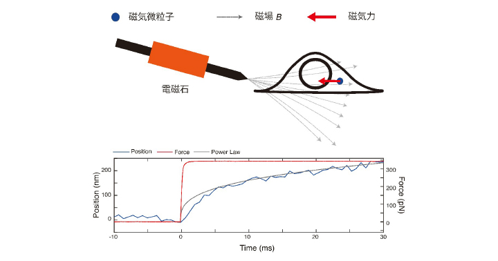 1/1000秒で制御可能な高速磁気ピンセットを開発—生きた細胞内の力学