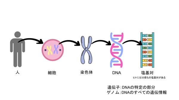 遺伝医療・ゲノム医療